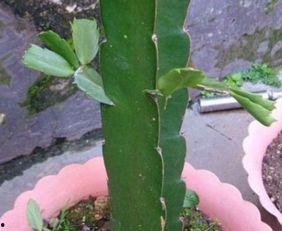 三棱箭嫁接蟹爪兰视频,创新园艺技巧大揭秘