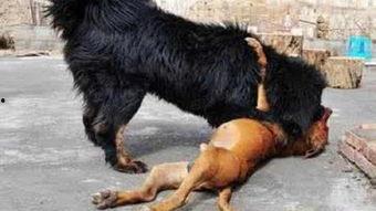 比特犬和藏獒视频,勇猛对决，谁才是王者之犬？