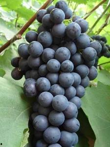 夏黑葡萄修果的视频,夏黑葡萄修果技巧全解析