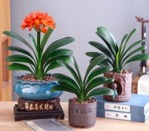 君子兰水培方法视频,轻松掌握水培养护技巧