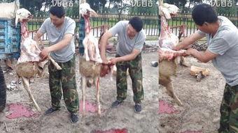 屠羊视频,揭秘羊养殖与屠宰全过程