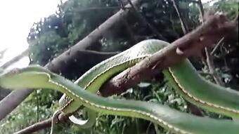 养蛇大王视频,揭秘蛇类养殖的奥秘与技巧