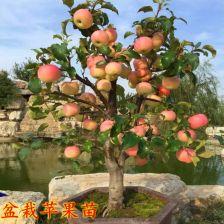 红富士苹果树冬剪视频,红富士苹果树冬剪技巧解析