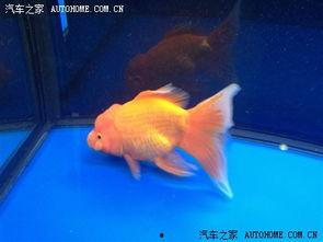 金鱼展视频